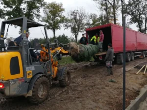 Robotnicy, którzy za pomocą koparki wyciągają drzewo z ciężarówki.