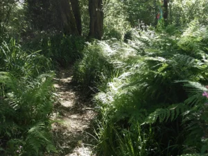 Ścieżka wśród gęstej roślinności w lesie.
