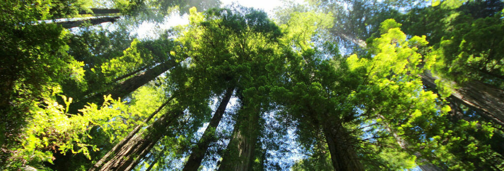 Czy w Twoim Wnętrzu Ogrodowym jest miejsce na wielkie drzewa?
